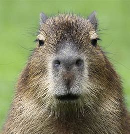 Capybara