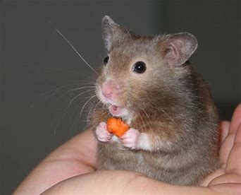 Hamster