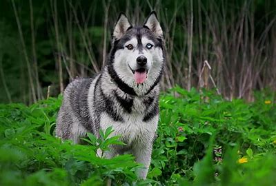 Husky