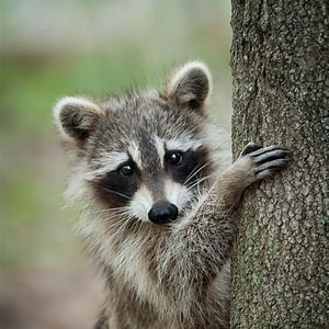 Raccoon